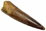 Fossil Spinosaurus Tooth - Real Dinosaur Tooth #345429-1
